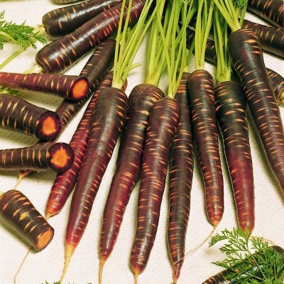 VibeX ® RXI-187 Carrot Seeds - Purple Haze Seed(500 per packet)
