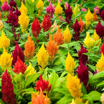 Aywal CELOSIA DEEP RED FLOWER Seed(50 per packet)