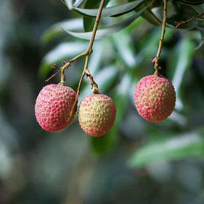 MAA LITCHI,LICHEE,LYCHEE Seed(10 per packet)