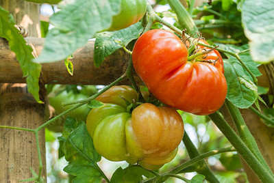 Oakwood Farms tomato Seed(100 per packet)
