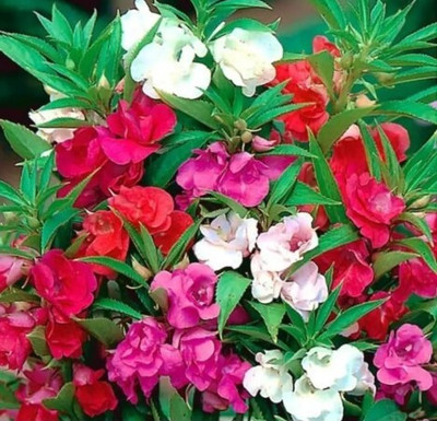 Om Cosmos Balsam Double Mixed Flower Original Quality Seed(40 per packet)