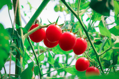 XOLDAA tomato Seed(110 per packet)