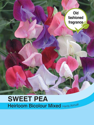 CYBEXIS Flowers - Sweet Pea Heirloom Bicolour Mix Seed(1 g)