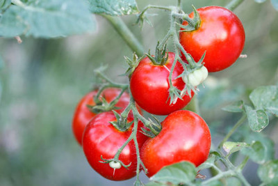 MYLAWN tomato Seed(85 per packet)