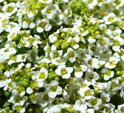 VINGTON Sweet alyssum-Lobularia Maritima(White) Seed(50 per packet)