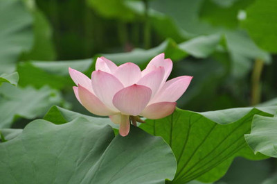 NATUREPETALS lotus,kamal seeds Seed(20 per packet)