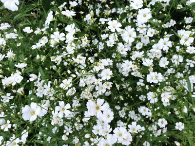 seedex gypsophila flower Seed(50 per packet)