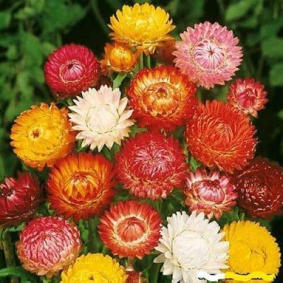 Lorvox Helichrysum/Paper Flower Seeds F1 hybrid flower Seed(100 per packet)