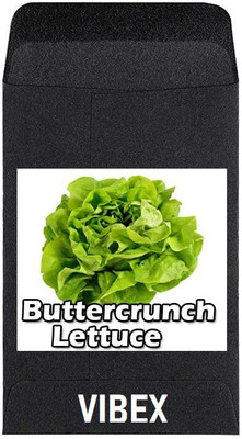CYBEXIS Heirloom Vegetable Seeds-Buttercrunch Lettuce1000 Seeds Seed(1000 per packet)