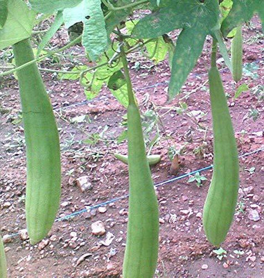 WILLVINE VXI-123 Organic Desi Sponge Gourd Seed-100 Seed(100 per packet)