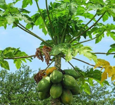Khushi Prova Papaya Seeds Seed(140 per packet)