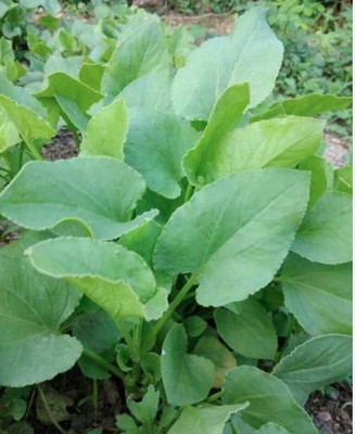 ROSEMERC SORREL LEAVES/ CHUKKAKURA Seed(200 per packet)