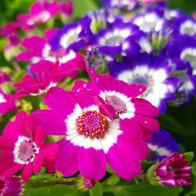 Lorvox Cineraria Seed(84 per packet)