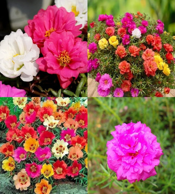 ibains portulaca seeds for garden bij 70 Seed(70 per packet)