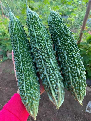 Oliver F1 BEST QUALITY BITTER GOURD SEEDS Seed(29 per packet)