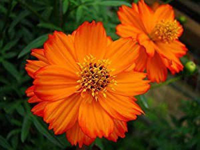 Aro Cormos senation Seed(55 per packet)