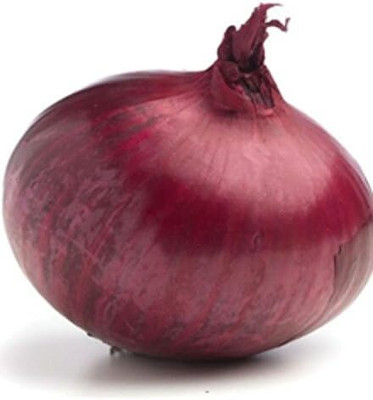 Biosnyg Hybrid Red Bermuda Onion Vegetable Seeds for Garden-(3000 Seeds) Seed(3000 per packet)