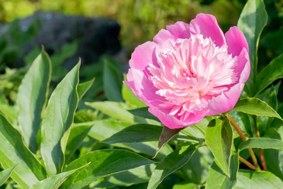 XOLDAA BALSAM FLOWER SEEDS Seed(30 per packet)
