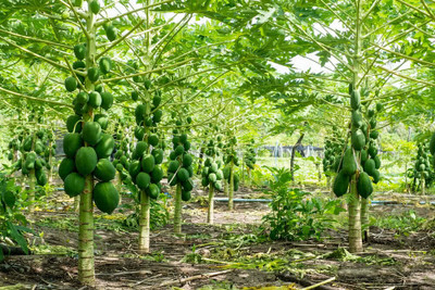 ibains Red lady 786 papaya seed taiwan Seed(220 per packet)