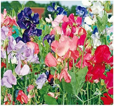 VibeX ® VMR-394 Sweet Pea Mixed Seeds Seed(50 per packet)