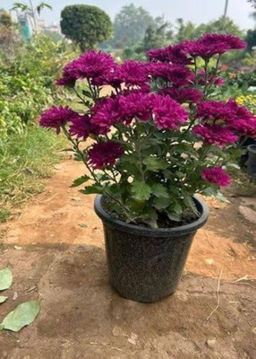 ibains Chandramallika flower seeds Seed(24 per packet)