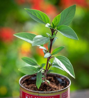 VibeX ® RXI-5 Basil 'Queen of Sheba' Seed(1000 per packet)