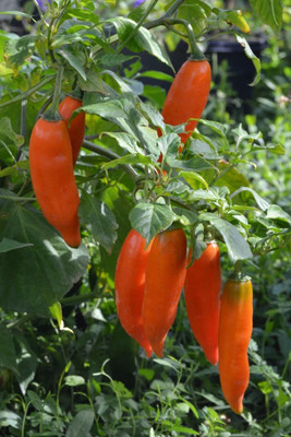 KANAYA Red Motti Chilli Seeds Seed(110 per packet)