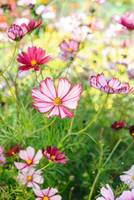 ZIXA Cosmos bipinnatus Velouette Seed(40 per packet)