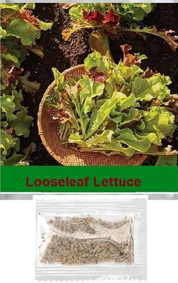 Quentova Loose Leaf Lettuce 5gm-VS-2S Seed(4000 per packet)