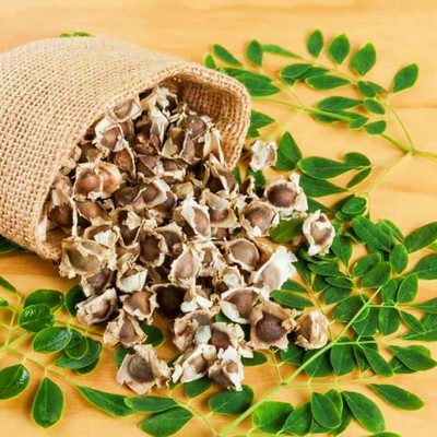 Qualtivate PUA-2A Pkm-1 Drumstick(Moringa) Seeds Seed(50 per packet)