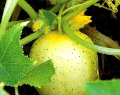KNESSiN Cucumber Crystal Apple Seed(200 per packet)
