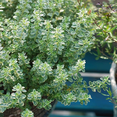 Qualtivate PUA-1A Lemon Thyme Thymus Citriodorus Seed(50 per packet)