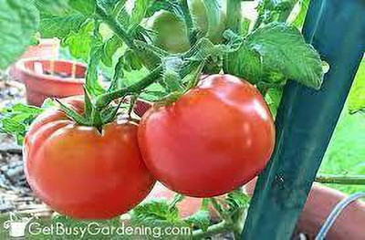 XOLDAA kashmiri hybrid tomato seeds Seed(90 per packet)
