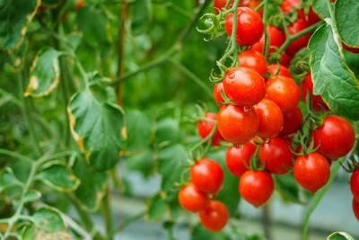 Heirloom Quality tomato Seed(120 per packet)