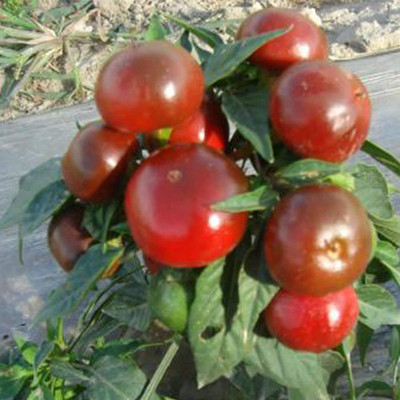 CYBEXIS F1 Hybric Hot Pepper Chilli Seeds 2400 Seeds Seed(2400 per packet)