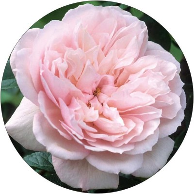 CYBEXIS TLX-92 - English Rose - (100 Seeds) Seed(100 per packet)