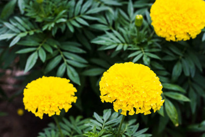 ZIXA marigold/gende ka phool flower seeds Seed(75 per packet)