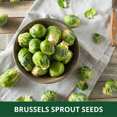 WILLVINE PAU -IX Long Island Brussels Sprouts [25g] Seed(7500 per packet)
