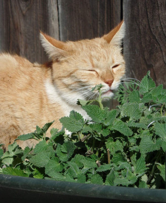 VibeX XLR-91 - Nepeta Cataria Catmint - (4500 Seeds) Seed(4500 per packet)