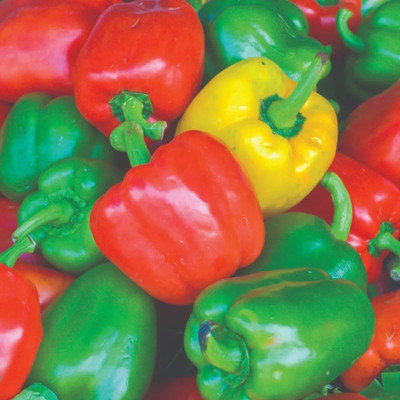Quentova Mixed शिमला मिर्च Capsicum/Shimla Mirch-11D-RXI Seed(75 per packet)