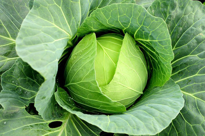 WILLVINE ROX -IV Copenhagen Market Cabbage Seeds [50g] Seed(15000 per packet)