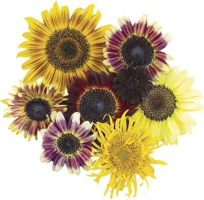 CYBEXIS VXI-2 - Razzmatazz Mix Sunflower - (450 Seeds) Seed(450 per packet)
