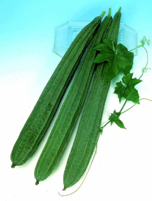 UGRA Sponge Gourd: MIRIAM Seed(40 per packet)