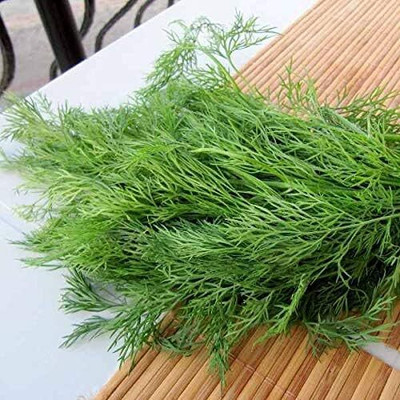 Qualtivate NBIR-33 Dill Mammoth Long Island Seed(500 per packet)