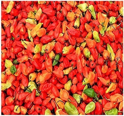 CYBEXIS PAU-62 - Bhut Jolokia Ghost Pepper Chilli - (150 Seeds) Seed(150 per packet)