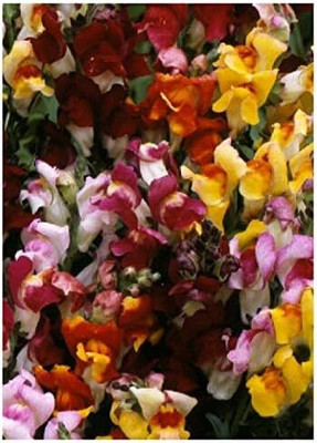 CRGO ANTIRRHINUM Seed(5 per packet)