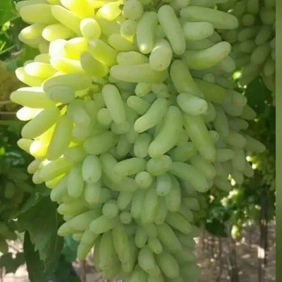 PASCLE Green Finger Grape Extra Super Sweet Seed(50 per packet)