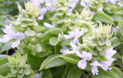 WILLVINE NDIR-60 Spicy Globe Basil Seeds Seed(1000 per packet)