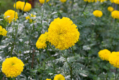 Cosmos marigold,gende ka phool seeds Seed(21 per packet)