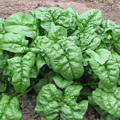VibeX GUA-66 - Giant Noble Spinach - (2250 Seeds) Seed(2250 per packet)